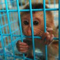 Un nouveau partenariat pour la protection des animaux à l’échelle européenne vise à mettre fin à l’expérimentation animale dans l’UE