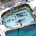 Marineland: One Voice has obtained a temporary ban on moving the orcas – hearing on 16/01/2024