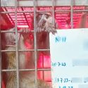 Monkeys from Mauritius transported by Ethiopian Airlines to the United States