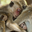Les macaques