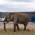 One voice at the administrative court of Bordeaux: hearing on 17 october 2017 to rule on the liberation of the elephant Maya from the circus who holds her