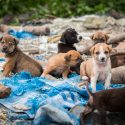 One Voice challenges the plan to fight the animal wandering of the prefect of Reunion