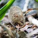 Common tenrecs: against animals and justice, little arrangements between the prefecture and hunters