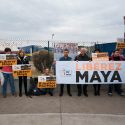 To obtain the release of Maya the elephant from the circus who has flouted her basic needs, One Voice organizes a rally in front of the Prefecture of Agen, place de Verdun, November 18th, 2017 at 2.00 pm.