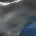 4 juillet 2012 : Journée Internationale pour les dauphins captifs