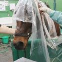 The daily atrocity: a new selection of animal experimentation projects in France