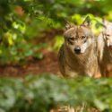 In the county of Drôme: a wolf from Lus-la-Croix-Haute was killed illegally