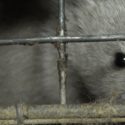 The horrors of cannibalism in fur farms revealed in a video