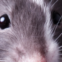 Les rats