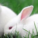 One Voice & ECEAE satisfied with EU court ruling in landmark cosmetics testing case