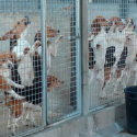 One Voice en action le 9 juin à Auxerre contre le plus gros élevage français de chiens pour les laboratoires
