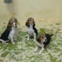 L’élevage intensif de chiens destinés aux laboratoires attaque en référé le constat d’huissier obtenu par One Voice
