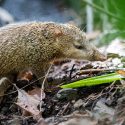 Tangues: le préfet dans la surenchère, la chasse autorisée tous les jours?