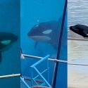 Deaths at Marineland: an insubstantial law and a government who digs orcas’ graves