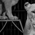 Animaux sauvages dans les cirques, One Voice répond au SNVEL