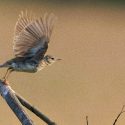 Victoire pour les oiseaux: les chasses traditionnelles définitivement interdites!