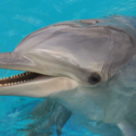 Dolphins die… For justice system: Move on, there is nothing to see!