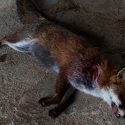 Val d’Oise: fox massacre in 75 villages, we go to court