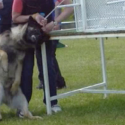 Enquête inédite : One Voice dénonce la violence du dressage des chiens pour le Ring
