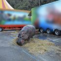 Freedom for Jumbo, a hippo prisoner of the circus!
