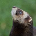 A polecat and a rat killed by traps: hearing on 2 April in Lorient!