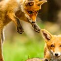 One Voice in the court of Nancy, to rescue 500 foxes destined to be hunted by the Prefecture!