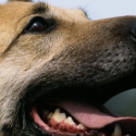One Voice responds to the Central Society for Canines