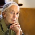 Dr. Jane Goodall joins animal welfare associations to call for the release of surviving primates from a German laboratory