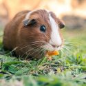 Animal experimentation: guinea pigs killed to manufacture homeopathy, the State condemned to transparency!