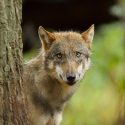 Ralentissement de la croissance de la population de loups en France : One Voice exige l’arrêt de leur abattage !