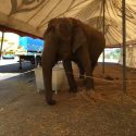 Circuses with animals : the municipality of Tours slams the door in the face of the association One Voice