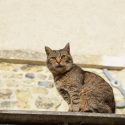 Pour les chats errants, inauguration du Chatipi de Villeneuve-lès-Béziers le 2 juin 2021 à 10h