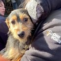 Hunting dogs rescued from a repeat offender hunter-breeder from Dordogne who left for Haute-Vienne