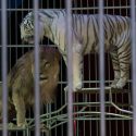 Decree “circuses”: One Voice against the Ministry of Ecologically and Transition, hearing to be held at the State Council on 25th October 2018 at 9:30 am