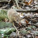 A new hearing in Réunion in the face of tenrec persecution!