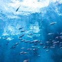 One Voice et Sea Shepherd France se mobilisent contre le projet d’aquarium à Dieppe