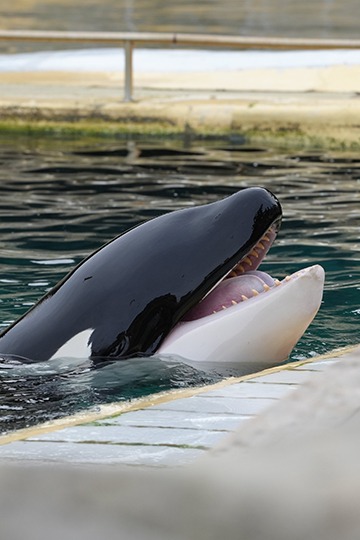 Delphinariums : interdiction de la détention d’orques, reproduction des dauphins ?...