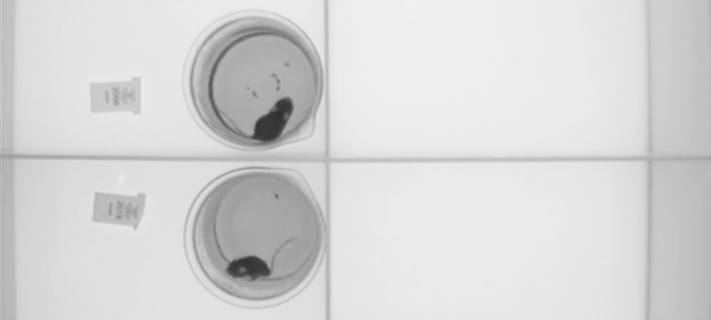 One Voice révèle les images de souris soumises au test de nage forcée en France