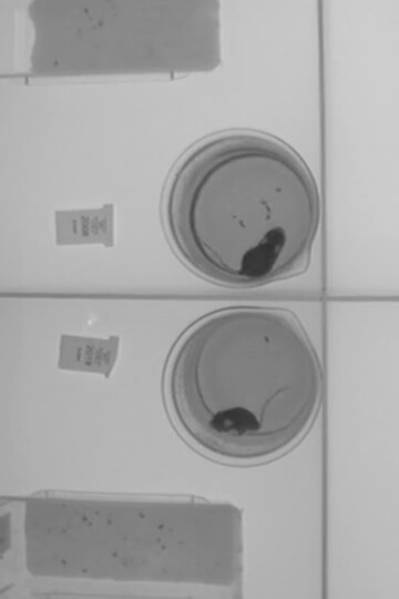 One Voice révèle les images de souris soumises au test de nage forcée en France