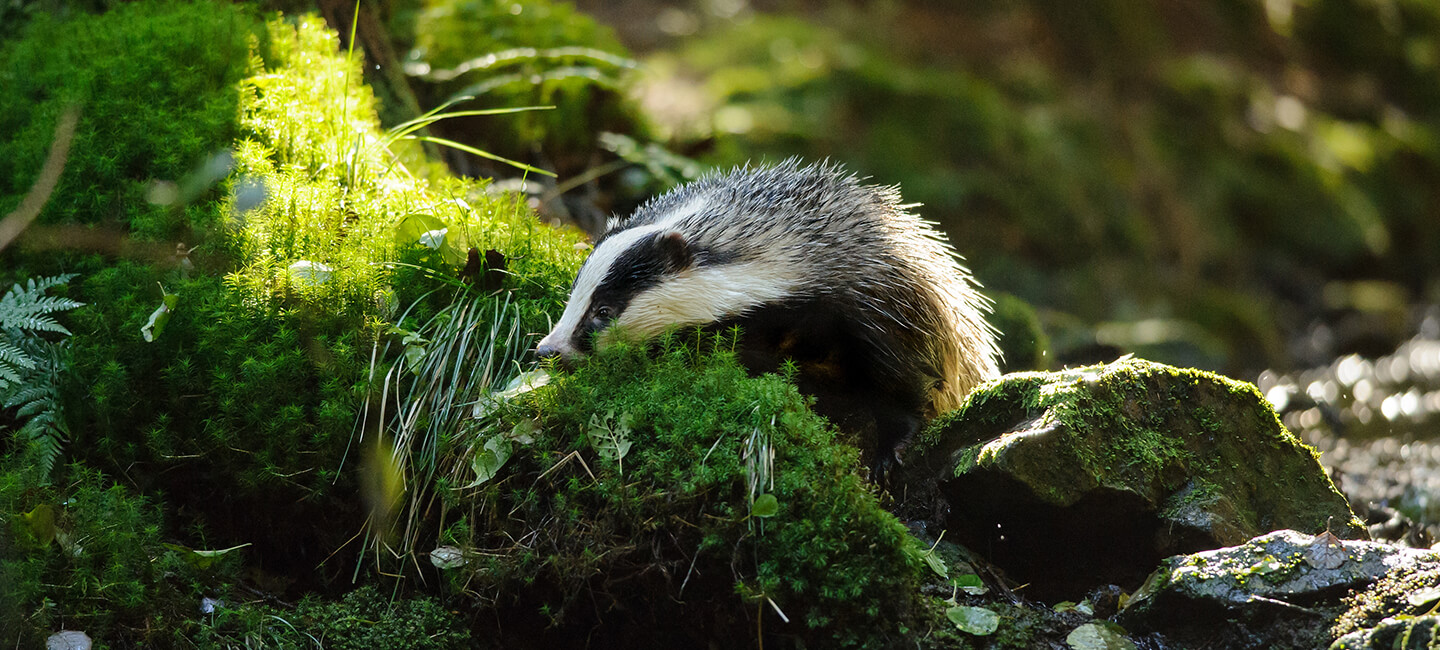 Badgers: in the Ain region, no to administrative beat hunts to replace digging up!