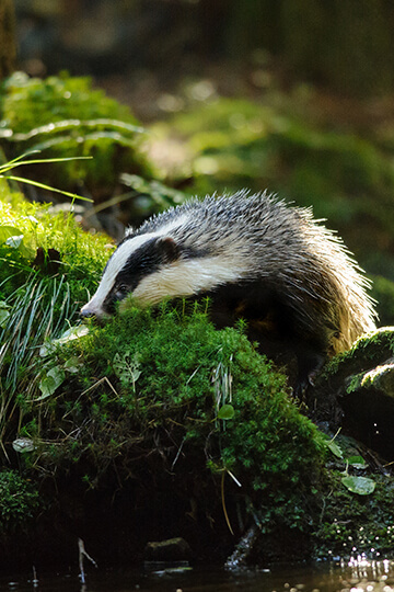 Badgers: in the Ain region, no to administrative beat hunts to replace digging up!