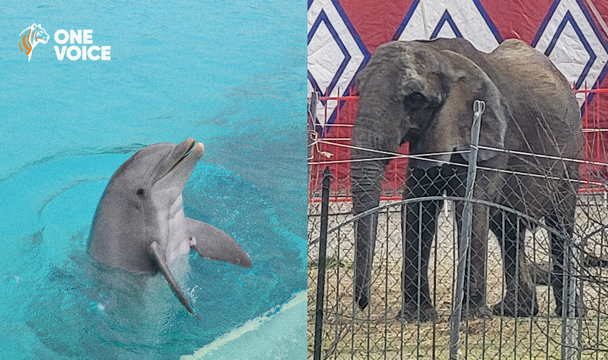 Stop delphinarium, cirques sans animaux 