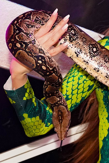 One Voice porte plainte pour deux serpents exhibés de soirée en soirée par une danseuse
