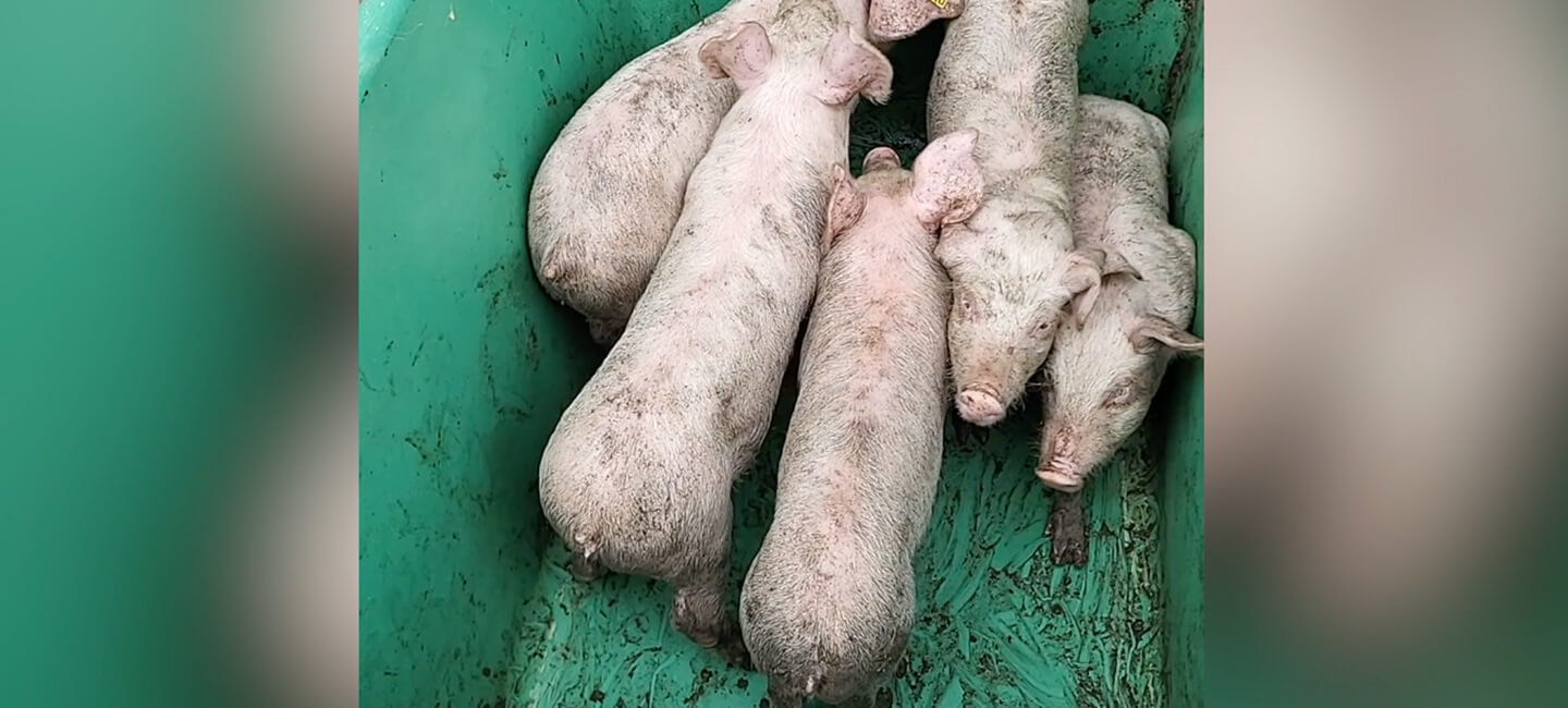 Pour que le CICE de Clermont-Ferrand mette fin à l’expérimentation et la mise à mort d’animaux lors de ses formations