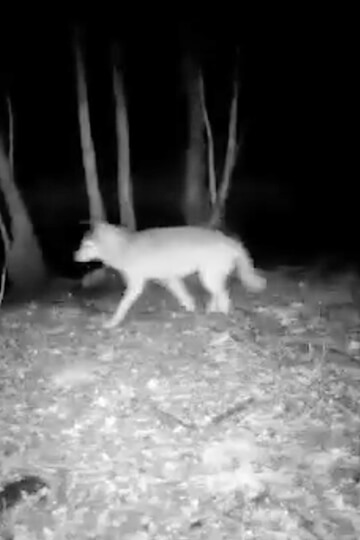 Loup blessé en Saône-et-Loire : non à son abattage