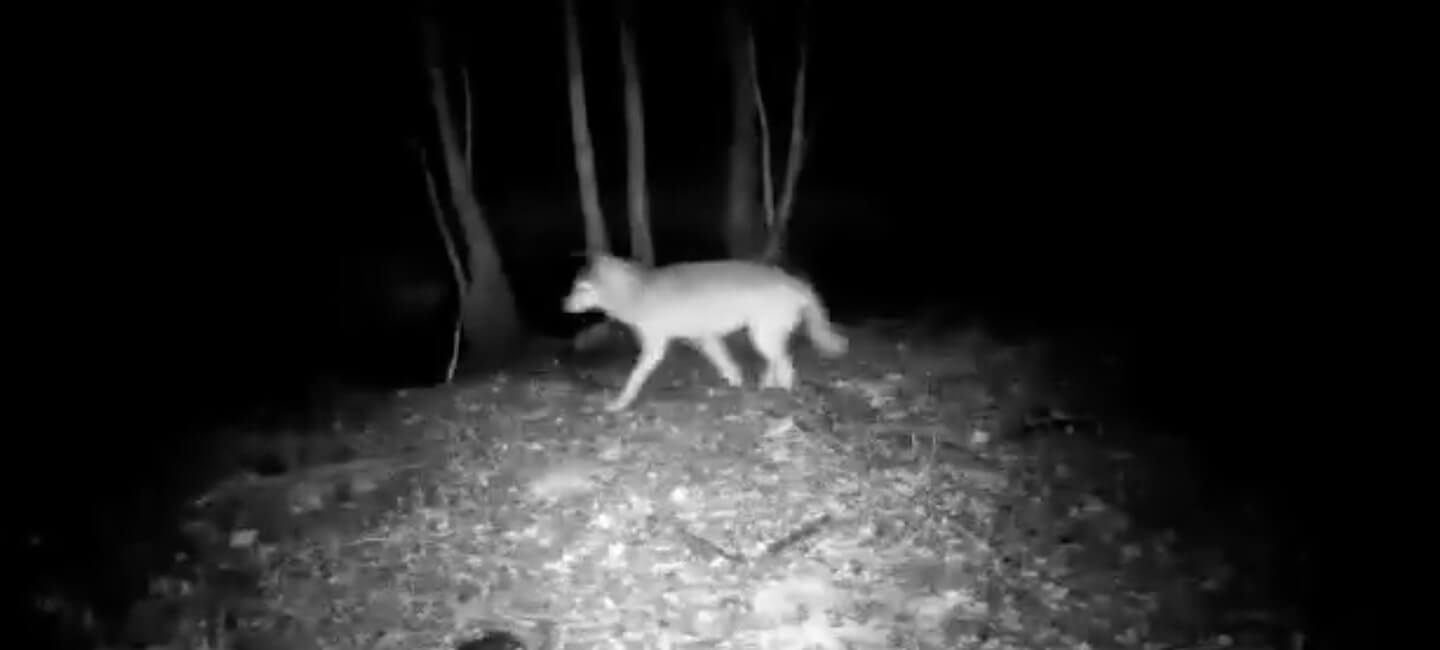 Loup blessé en Saône-et-Loire : non à son abattage