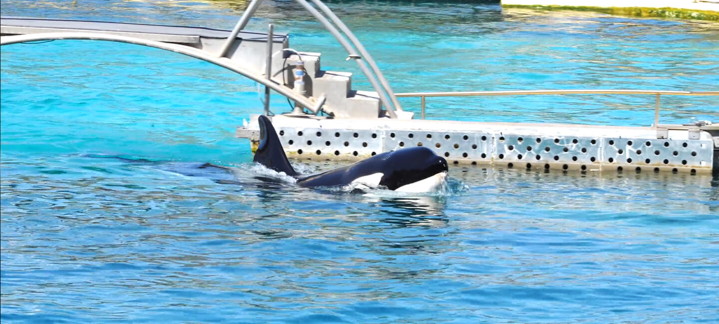 Le rapport commandé par le ministère de l’Écologie est paru : l’avenir des orques et des dauphins de Marineland en jeu