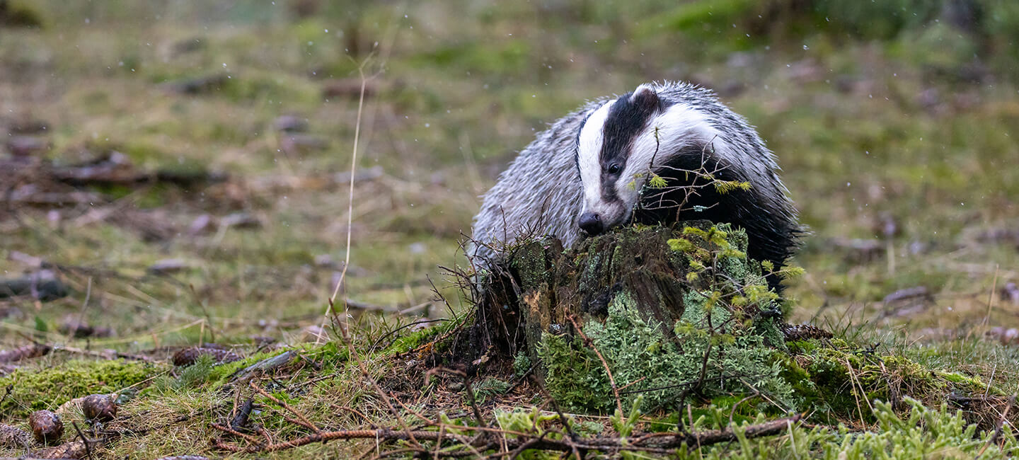 Victories by the bucketful against underground hunting, a practice that is slowly disappearing!