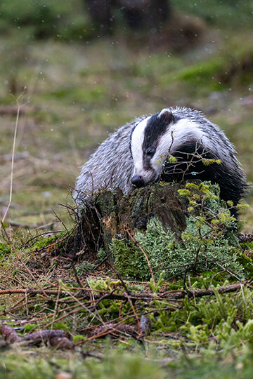 Victories by the bucketful against underground hunting, a practice that is slowly disappearing!