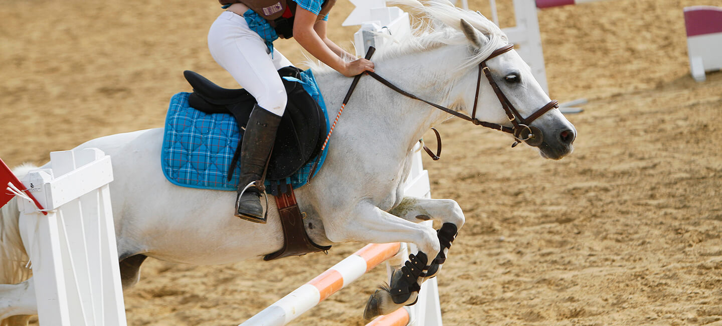 Olympic Games: One Voice and its partners call for an end to events involving horses